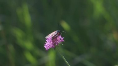 Burnet Kelebek Böceği İtalya 'daki tarlada pembe çiçek üzerinde