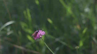 Burnet Kelebek Böceği İtalya 'daki tarlada pembe çiçek üzerinde