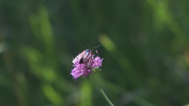 Burnet Falena Farfalla Insetto Fiore Rosa Campo Italia — Video Stock