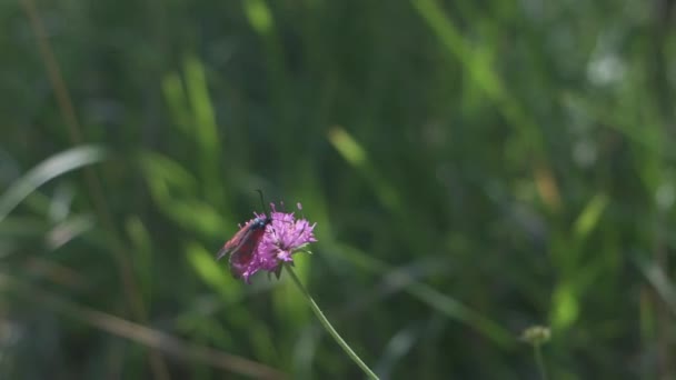 Burnet Moth Butterfly Serangga Pada Bunga Merah Muda Lapangan Italia — Stok Video