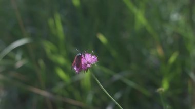 Burnet Kelebek Böceği İtalya 'daki tarlada pembe çiçek üzerinde