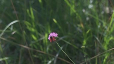 Burnet Kelebek Böceği İtalya 'daki tarlada pembe çiçek üzerinde