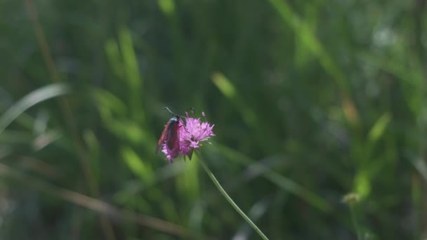 Burnet Moth Butterfly Insect on pink flower in field in Italy