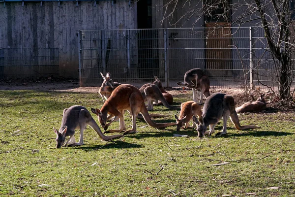 Bir Grup Kanguru Hayvanat Bahçesinde Yüksek Kalite Fotoğraf — Stok fotoğraf