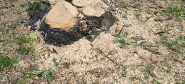 Ağaç kökünden talaş ve talaşla kesilmiş. Yüksek kalite fotoğraf