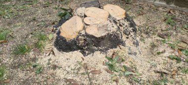 Ağaç kökünden talaş ve talaşla kesilmiş. Yüksek kalite fotoğraf