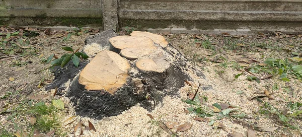 tree cut at the base, with sawdust and shavings. High quality photo