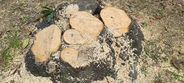 tree cut at the base, with sawdust and shavings. High quality photo