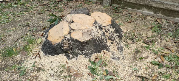 tree cut at the base, with sawdust and shavings. High quality photo