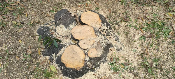 tree cut at the base, with sawdust and shavings. High quality photo