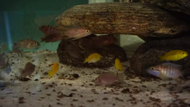 Африканские цихлиды в аквариуме едят сухую пищу — стоковое видео
