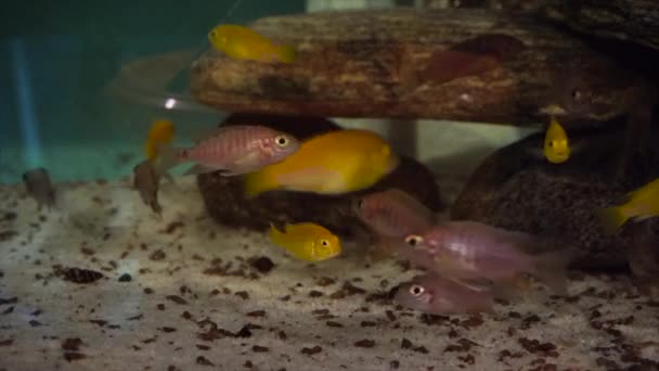 乾物を食べながら水族館でアフリカの魚 — ストック動画