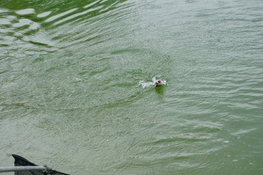 Gölde balık tuttuktan sonra oltaya takılan balıklar bulundu. Yüksek kalite fotoğraf