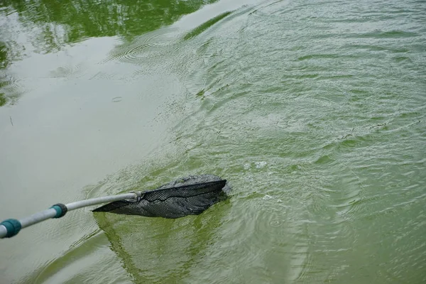 Peixe Enganchado Recuperado Com Rede Desembarque Após Pesca Lago Foto — Fotografia de Stock