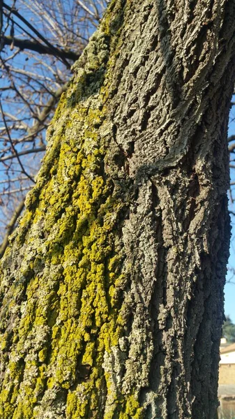 Δέντρο Την Άνοιξη Πράσινα Βρύα Και Φλοιό Υψηλής Ποιότητας Φωτογραφία — Φωτογραφία Αρχείου