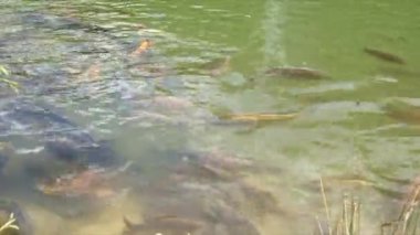 Cyprinus Carpio Speculus ve Koi Carpe, Montalto Gölü 'nde turistler tarafından verilen ekmeği yiyorlar.