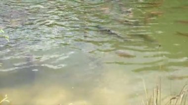 Cyprinus Carpio Speculus ve Koi Carpe, Montalto Gölü 'nde turistler tarafından verilen ekmeği yiyorlar.