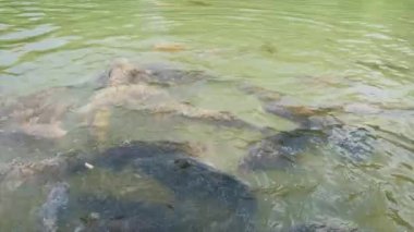 Cyprinus Carpio Speculus ve Koi Carpe, Montalto Gölü 'nde turistler tarafından verilen ekmeği yiyorlar.