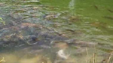 Cyprinus Carpio Speculus ve Koi Carpe, Montalto Gölü 'nde turistler tarafından verilen ekmeği yiyorlar.