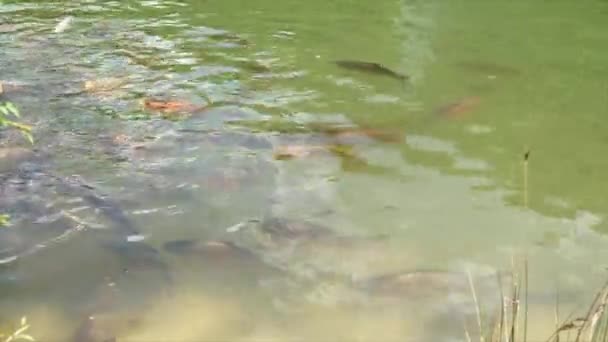 Cyprinus Carpio Speculus Koi Carpe Eten Brood Gegeven Door Toeristen — Stockvideo