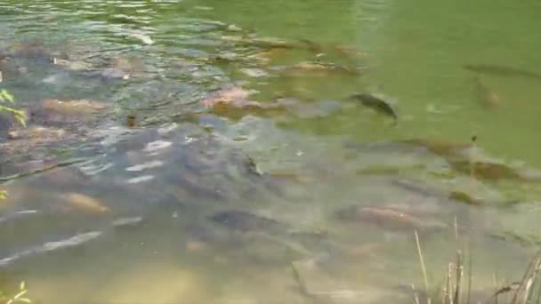 Cyprinus Carpio Speculus Koi Carpe Eten Brood Gegeven Door Toeristen — Stockvideo