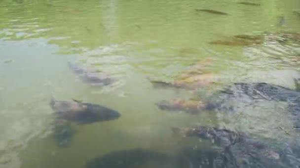 Cyprinus Carpio Speculus Koi Carpe Comendo Pão Dado Pelos Turistas — Vídeo de Stock