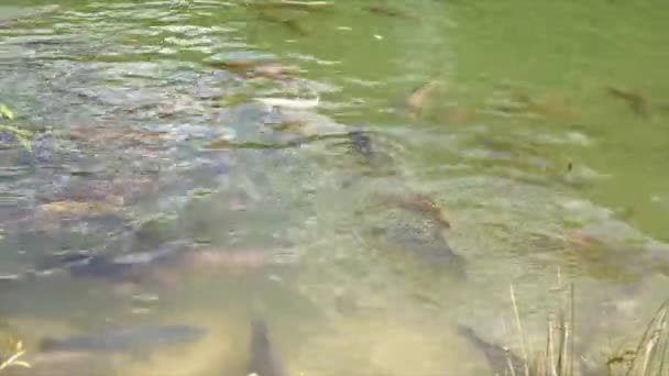 Cyprinus Carpio Speculus Koi Carpe Eten Brood Gegeven Door Toeristen — Stockvideo