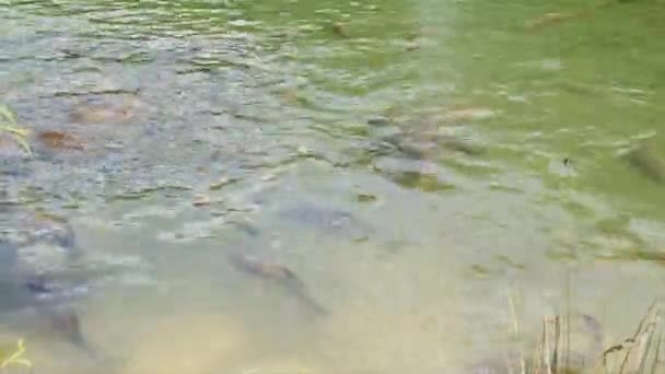 Cyprinus Carpio Speculus Koi Carpe Eten Brood Gegeven Door Toeristen — Stockvideo