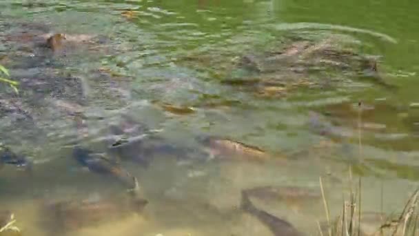 Cyprinus Carpio Speculus Und Koi Carpe Essen Brot Von Touristen — Stockvideo