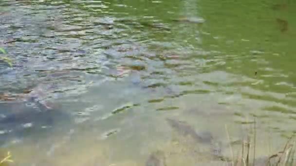 Cyprinus Carpio Speculus Koi Carpe Montalto Gölü Nde Turistler Tarafından — Stok video