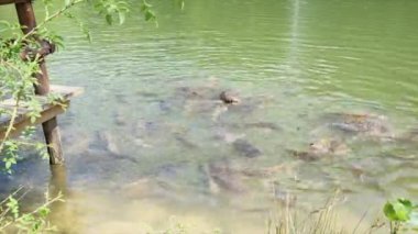 Cyprinus Carpio Speculus ve Koi Carpe, Montalto Gölü 'nde turistler tarafından verilen ekmeği yiyorlar.