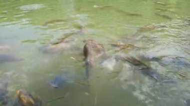 Cyprinus Carpio Speculus ve Koi Carpe, Montalto Gölü 'nde turistler tarafından verilen ekmeği yiyorlar.