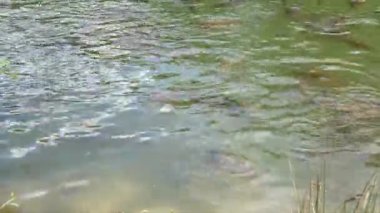 Cyprinus Carpio Speculus ve Koi Carpe, Montalto Gölü 'nde turistler tarafından verilen ekmeği yiyorlar.