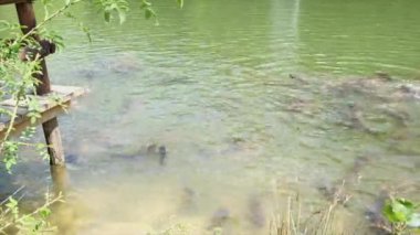 Cyprinus Carpio Speculus ve Koi Carpe, Montalto Gölü 'nde turistler tarafından verilen ekmeği yiyorlar.