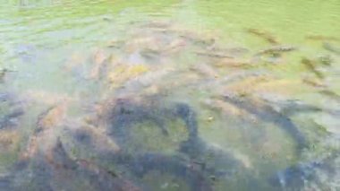 Cyprinus Carpio Speculus ve Koi Carpe, Montalto Gölü 'nde turistler tarafından verilen ekmeği yiyorlar.