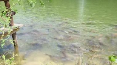 Cyprinus Carpio Speculus ve Koi Carpe, Montalto Gölü 'nde turistler tarafından verilen ekmeği yiyorlar.