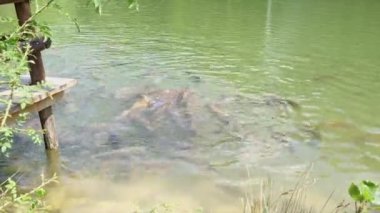 Cyprinus Carpio Speculus ve Koi Carpe, Montalto Gölü 'nde turistler tarafından verilen ekmeği yiyorlar.