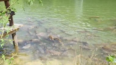 Cyprinus Carpio Speculus ve Koi Carpe, Montalto Gölü 'nde turistler tarafından verilen ekmeği yiyorlar.