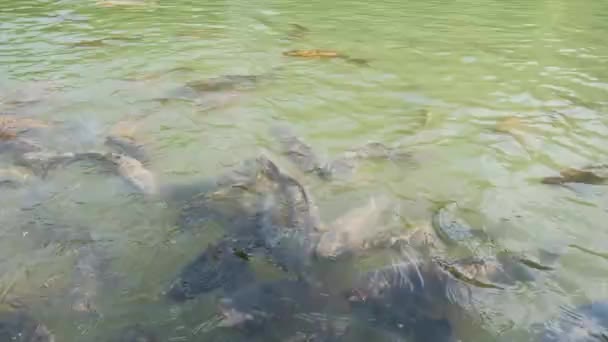 Cyprinus Carpio Speculus Koi Carpe Mangeant Pain Donné Par Les — Video