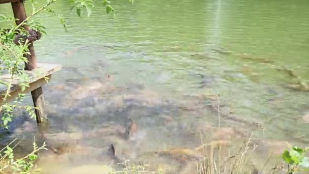 Cyprinus Carpio Speculus Και Koi Carpe Τρώγοντας Ψωμί Που Δίνεται — Αρχείο Βίντεο