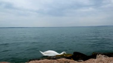 İtalya 'daki Garda Gölü' nde güzel beyaz bir kuğu.