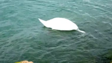 İtalya 'daki Garda Gölü' nde güzel beyaz bir kuğu.