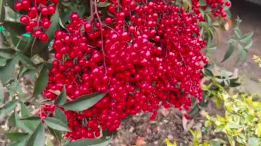 İlahi Bambu Nandina bitkisinin canlı kırmızı böğürtlenlerle yakın görüntüsü