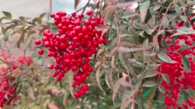 İlahi Bambu Nandina bitkisinin canlı kırmızı böğürtlenlerle yakın görüntüsü