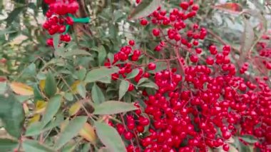 İlahi Bambu Nandina bitkisinin canlı kırmızı böğürtlenlerle yakın görüntüsü