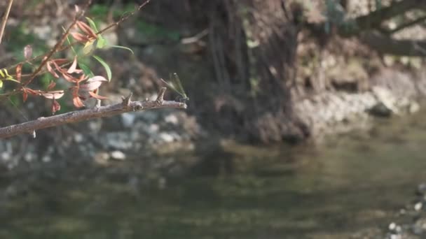 Grön Libellula Trollslända Vilar Gren Stranden Enza River Italien — Stockvideo