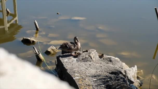 Bir Anas Platyrhynchos Yaban Ördeği Bir Gölün Kıyısındaki Bir Kayanın — Stok video