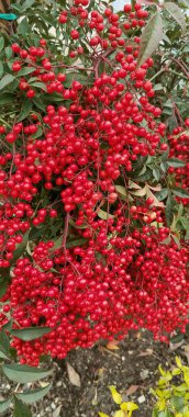 İlahi Bambu Nandina bitkisinin canlı kırmızı böğürtlenlerle yakın görüntüsü. Yüksek kalite fotoğraf