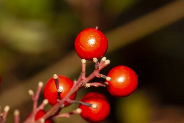 俯瞰着一丛丛鲜红的浆果 美丽的竹笋树 高质量的照片 — 图库照片