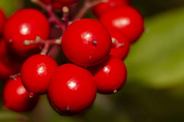 Vista Perto Uma Planta Bambu Nandina Celestial Com Cachos Bagas — Fotografia de Stock